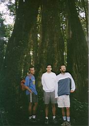 84 bosque Monteverde.jpg